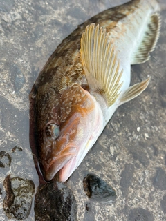 アイナメの釣果