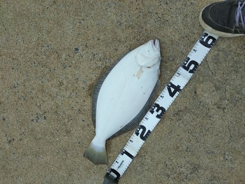 ヒラメの釣果