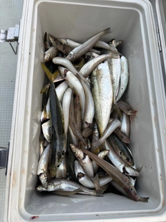 キスの釣果