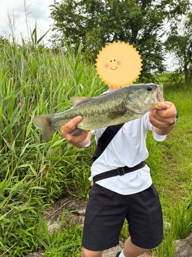 ラージマウスバスの釣果