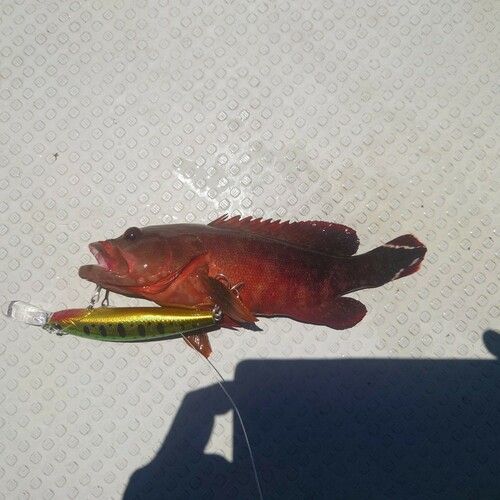 アカジンミーバイの釣果
