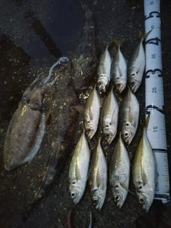 アジの釣果