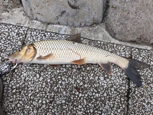 ニゴイの釣果