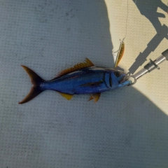 イシフエダイの釣果