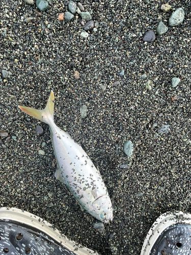 ワカシの釣果