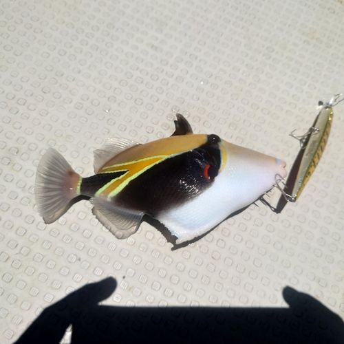 モンガラカワハギの釣果
