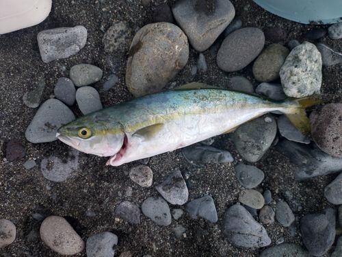 ワカシの釣果