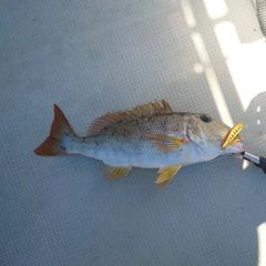 ムネアカクチビの釣果