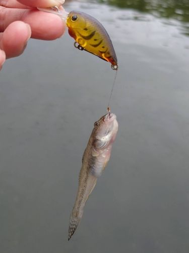 マハゼの釣果