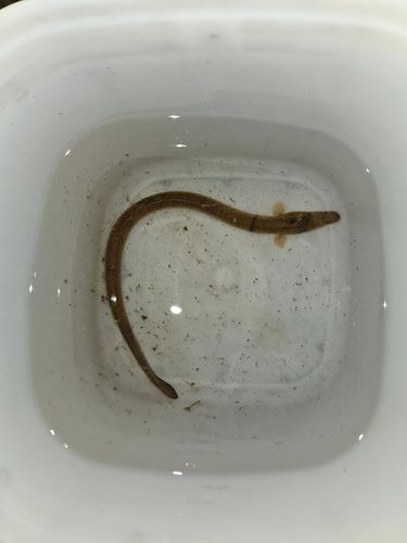 ウナギの釣果