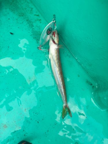 エソの釣果