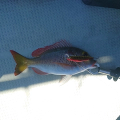 イソフエフキの釣果