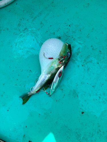 シロサバフグの釣果