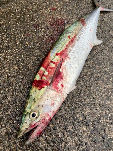 サゴシの釣果