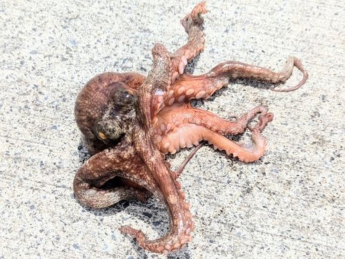 マダコの釣果
