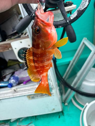 アカハタの釣果