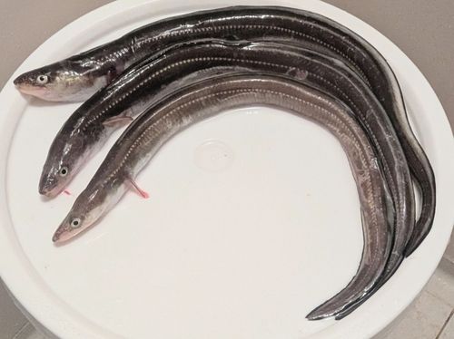 アナゴの釣果
