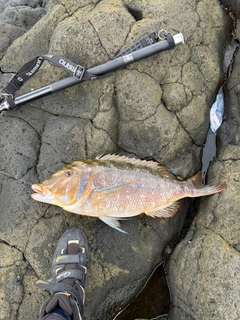 タマンの釣果