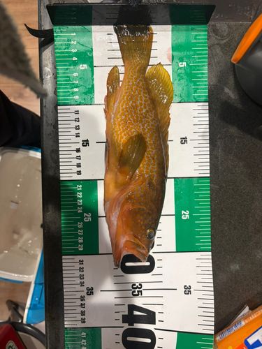 アコウの釣果