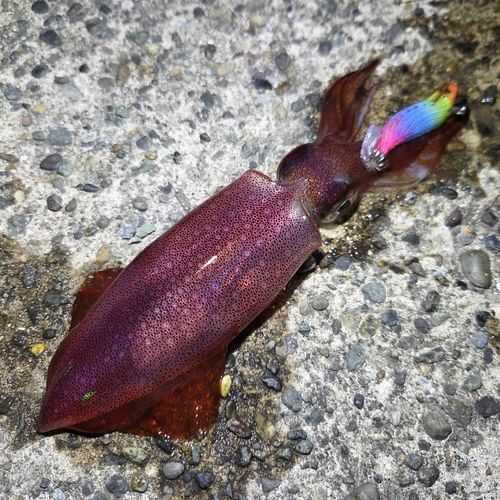 ケンサキイカの釣果