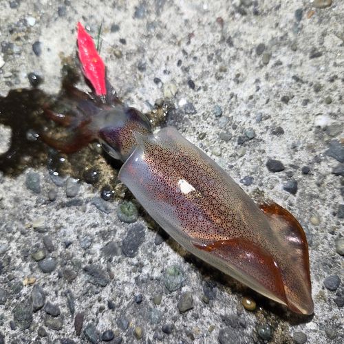 ケンサキイカの釣果