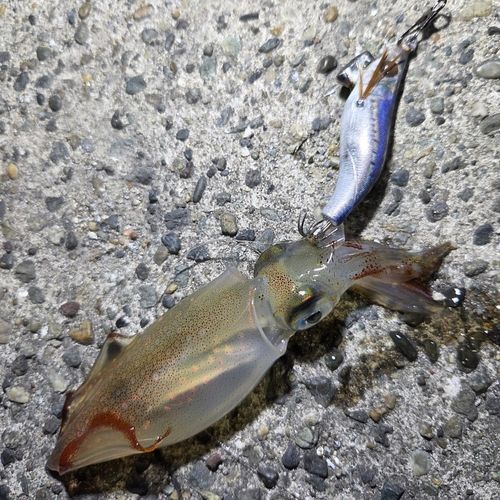 ケンサキイカの釣果