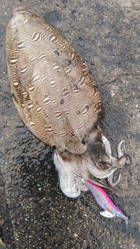 モンゴウイカの釣果