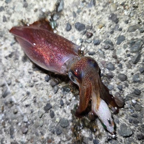 ケンサキイカの釣果