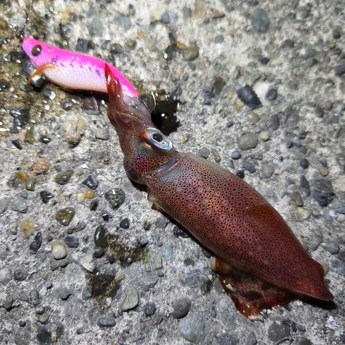 ケンサキイカの釣果