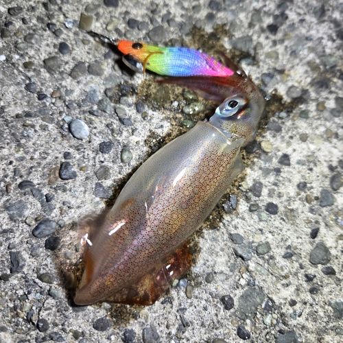 ケンサキイカの釣果