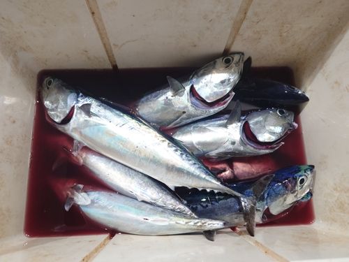 マルソウダの釣果