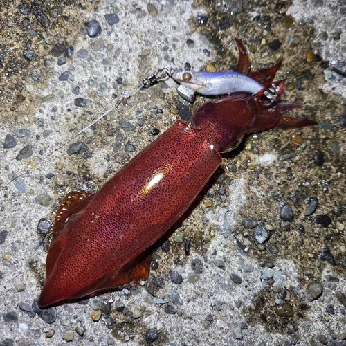 ケンサキイカの釣果