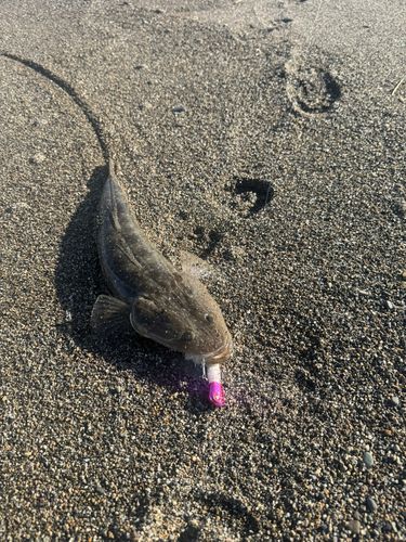 マゴチの釣果