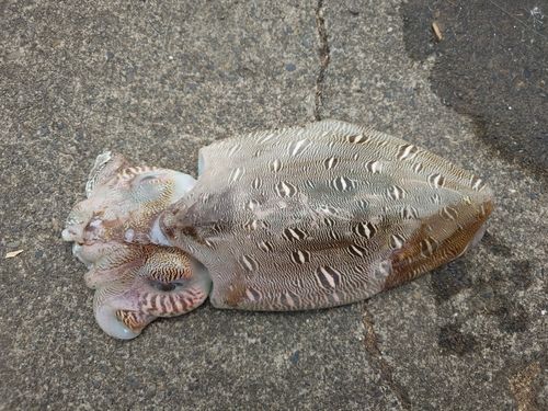 モンゴウイカの釣果