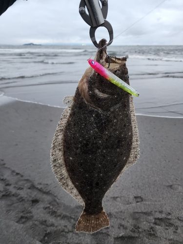 ヒラメの釣果