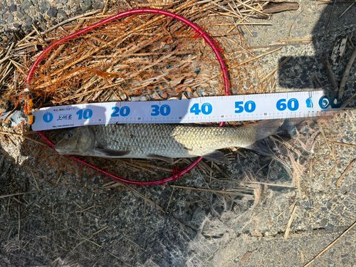 ニゴイの釣果