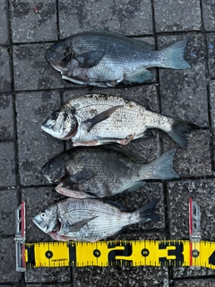 メジナの釣果