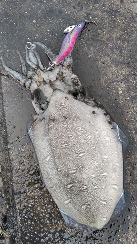 モンゴウイカの釣果