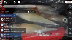 ヤリイカの釣果