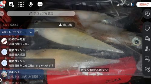 ヤリイカの釣果