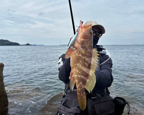 アコウの釣果