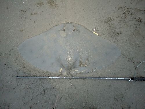 ツバクロエイの釣果