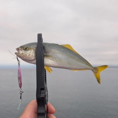 SHIMANO 19ソアレ BB アジング S74L-Sの最安値・インプレ・釣果 | 本音 