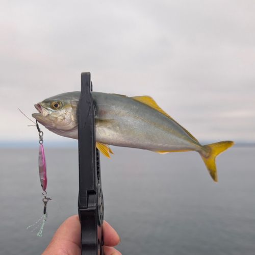 ワカシの釣果