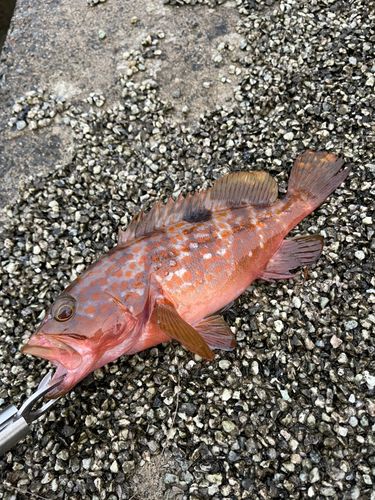 アコウの釣果