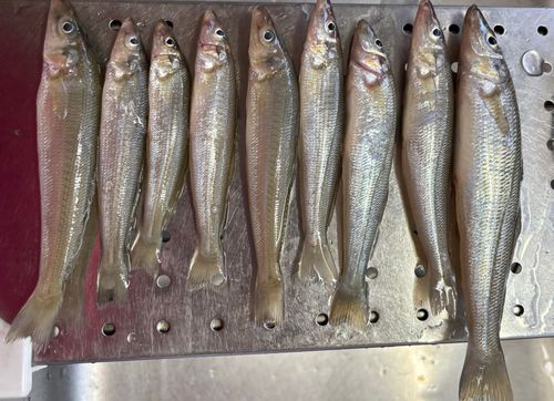 キスの釣果