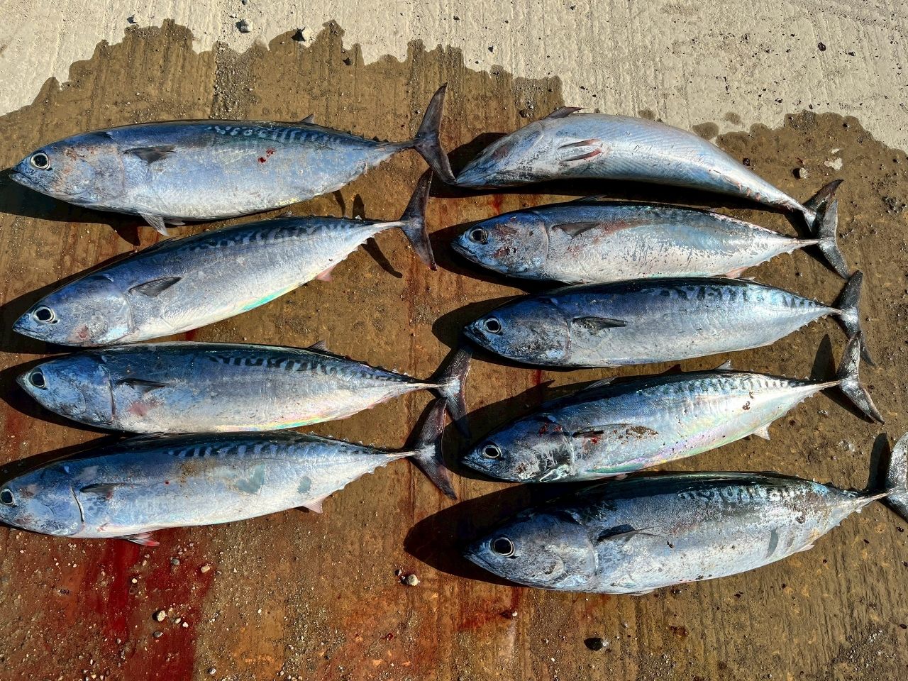 SHIMANO 19ソルティーアドバンス SEABASS S96Mの最安値・インプレ