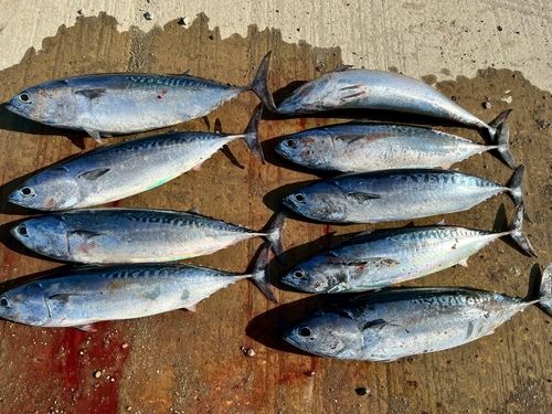 ソウダガツオの釣果