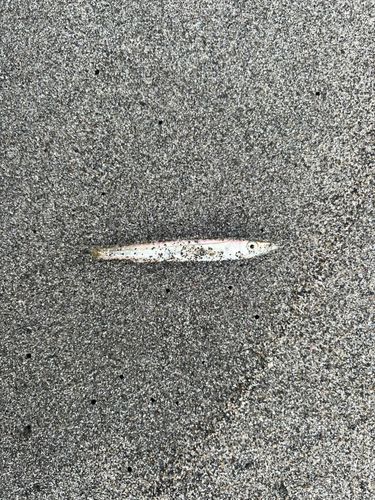 カマスの釣果