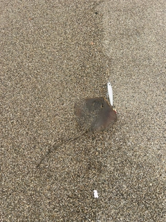 アカエイの釣果